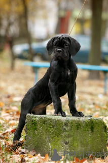 Additional photos: Italian Cane Corso puppies