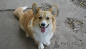 Photo №1. welsh corgi - for sale in the city of Subotica | negotiated | Announcement № 56598