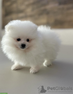 Photo №2 to announcement № 118338 for the sale of pomeranian - buy in Germany private announcement