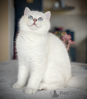 Photo №4. Buy british shorthair in the city of Varna. private announcement - price - 528$