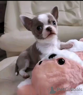 Photo №1. chihuahua - for sale in the city of Washington | 800$ | Announcement № 172590