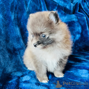 Photo №3. Pomeranian Puppy available. United States