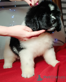 Photo №2 to announcement № 127380 for the sale of newfoundland dog - buy in Poland breeder