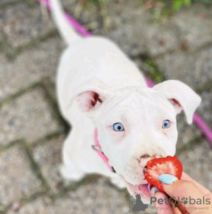 Photo №1. american pit bull terrier - for sale in the city of Munich | 528$ | Announcement № 98339