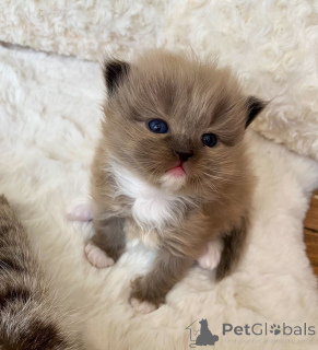 Photo №1. ragdoll - for sale in the city of Andrychów | 2787$ | Announcement № 158944