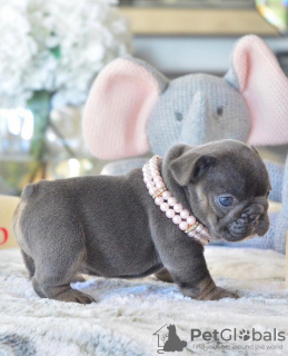 Photo №4. I will sell french bulldog in the city of Антверпен.  - price - 370$