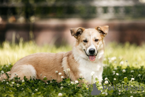 Additional photos: Puppies Yuchi and Miyuki are looking for a person!