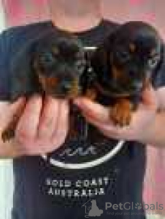 Photo №1. dachshund - for sale in the city of Гамбург | 349$ | Announcement № 95346