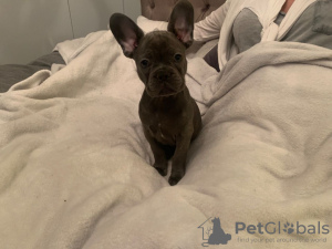 Photo №1. french bulldog - for sale in the city of Berlin | 423$ | Announcement № 106737