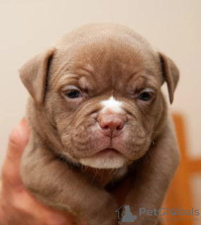 Photo №4. I will sell american bully in the city of Москва. private announcement, breeder - price - 1302$