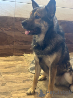 Photo №3. Mukhtar is looking for a house.. Russian Federation