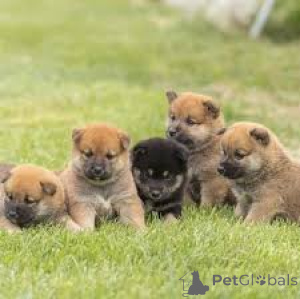 Photo №1. shiba inu - for sale in the city of Brussels | 723$ | Announcement № 164101