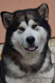 Photo №2 to announcement № 123288 for the sale of alaskan malamute - buy in Serbia 