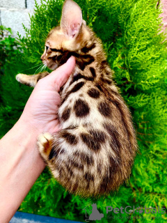 Photo №1. bengal cat - for sale in the city of Almaty | 500$ | Announcement № 82126