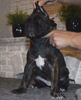 Additional photos: For sale beautiful puppies Cane Corso - boys and girls.
