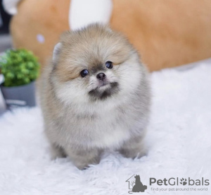 Photo №1. pomeranian - for sale in the city of Гамбург | 423$ | Announcement № 99742