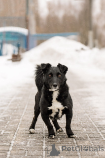 Photo №2 to announcement № 165048 for the sale of non-pedigree dogs - buy in Russian Federation private announcement, from the shelter