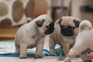 Photo №1. pug - for sale in the city of Royal Leamington Spa | 475$ | Announcement № 75569
