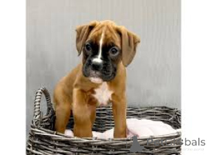 Photo №2 to announcement № 135912 for the sale of boxer - buy in Germany 