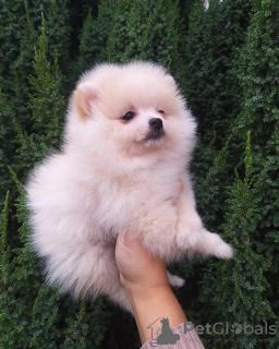 Photo №2 to announcement № 30205 for the sale of pomeranian - buy in Germany private announcement