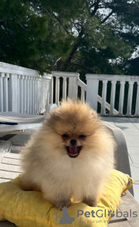 Photo №4. I will sell pomeranian in the city of Bar. from nursery - price - 1691$