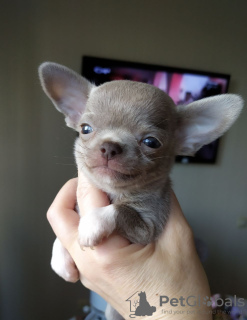 Photo №2 to announcement № 104811 for the sale of chihuahua - buy in Germany private announcement, breeder