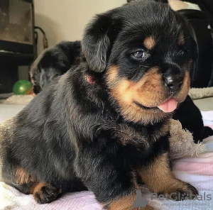 Photo №1. rottweiler - for sale in the city of Kiev | negotiated | Announcement № 42666