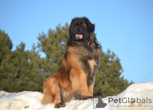 Additional photos: Leonberger puppies