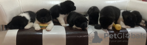 Additional photos: American Akita puppies black and white color