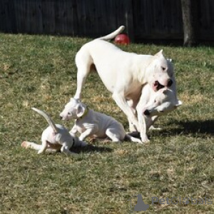 Photo №1. dogo argentino - for sale in the city of BeauFort | negotiated | Announcement № 169457