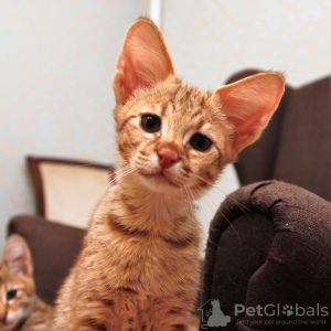 Photo №2 to announcement № 20751 for the sale of savannah cat - buy in Russian Federation from nursery