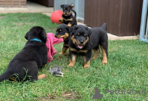 Photo №1. rottweiler - for sale in the city of Miami | 500$ | Announcement № 48693