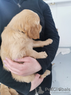 Photo №3. KC registered Golden Retriever 2 girls. Germany