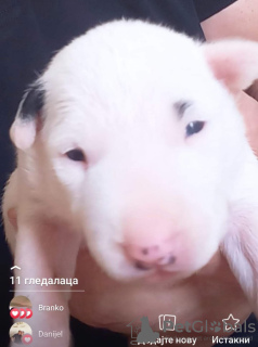 Additional photos: Standard bull terrier puppies