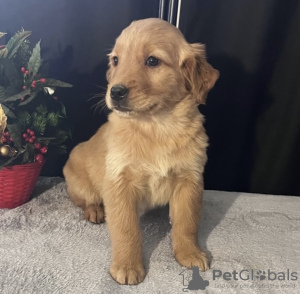 Photo №1. golden retriever - for sale in the city of New York | 600$ | Announcement № 102892