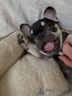 Photo №3. Purebred French Bulldog Puppies Reserve Yours Now. Czech Republic
