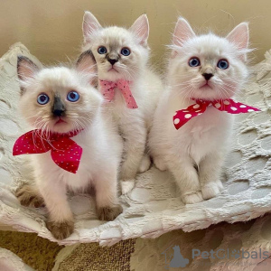 Photo №1. ragdoll - for sale in the city of Munich | 421$ | Announcement № 83093