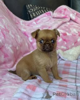 Photo №3. Cute Brussels Griffon puppies for sale. Business WhatsApp 4915781334108. Lithuania