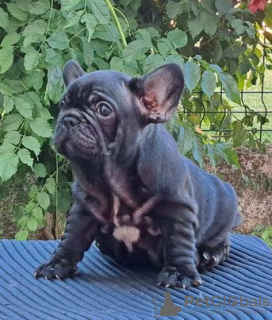 Additional photos: French bulldog