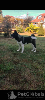 Additional photos: American Akita puppies