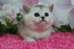 Photo №2 to announcement № 3626 for the sale of british shorthair - buy in Turkey from nursery
