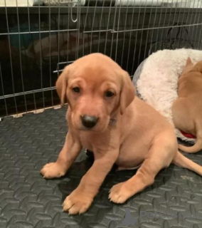 Photo №1. labradoodle - for sale in the city of Manila | 392$ | Announcement № 158896