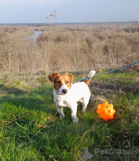 Additional photos: Jack Russell Terrier