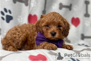 Photo №1. non-pedigree dogs - for sale in the city of Bamberg | Is free | Announcement № 117908