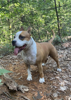 Photo №1. armenian gampr - for sale in the city of Dilijan | 329$ | Announcement № 150144