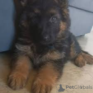 Photo №3. Preciosos cachorros de pastor alemán en venta. Portugal