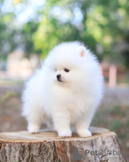 Photo №1. pomeranian - for sale in the city of Bonn | 380$ | Announcement № 130662