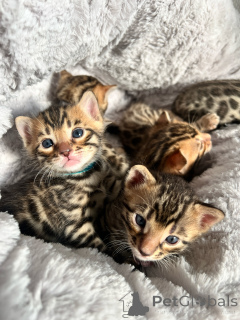 Photo №1. bengal cat - for sale in the city of Frankfurt | negotiated | Announcement № 163542