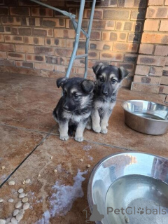 Photo №1. german shepherd - for sale in the city of Roskilde | Is free | Announcement № 170253