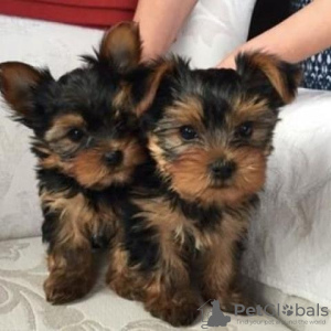 Photo №1. yorkshire terrier - for sale in the city of Качканар | 355$ | Announcement № 13061